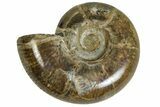 Polished Ammonite (Argonauticeras) Fossil - Madagascar #230137-1